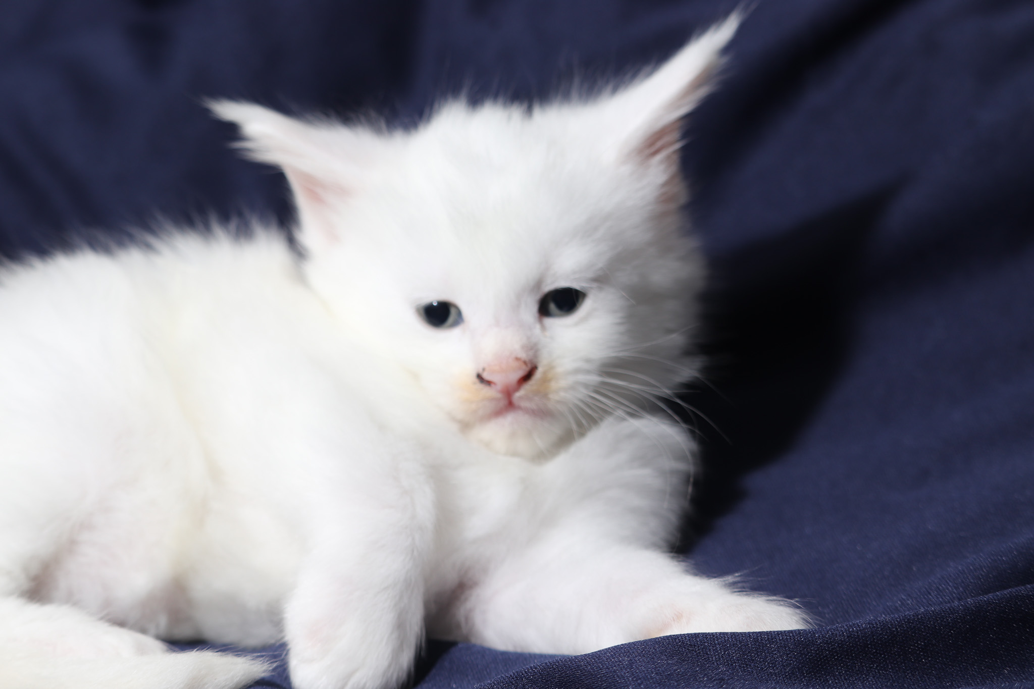 Filhote maine coon